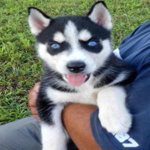 Awesome blue eyes siberian husky puppies   text us at 845) 459-4402