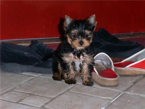 Micro Tiny Yorkshire Terrier (Yorkie),Pups AKC/CKC Reg,Ready