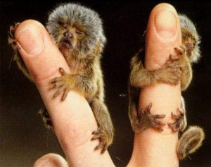 Twin Finger Size Marmoset Monkeys For Sale ....