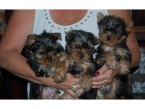 Micro Tiny Yorkshire Terrier (Yorkie),Pups AKC/CKC Reg,Ready