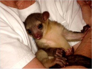 BABY MALE AND FEMALE KINKAJOU FOR SALE AND ADOPTION