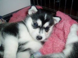 Gorgeous Siberian Husky Pups .