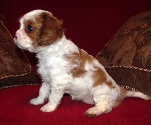 Male and Female Cavalier King Charles Spaniel puppies.Contact with your phone number.