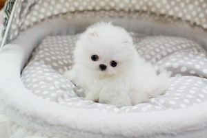 Pomeranian puppies are the perfect present for your loved ones