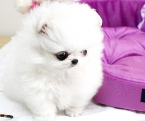 Lovely white pomeranian for lovely home