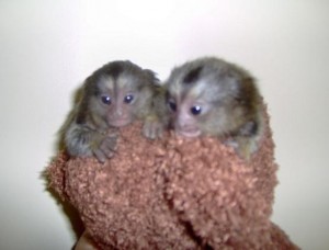 Pair marmoset monkeys for sale