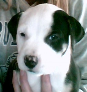 Pit Bull Puppies