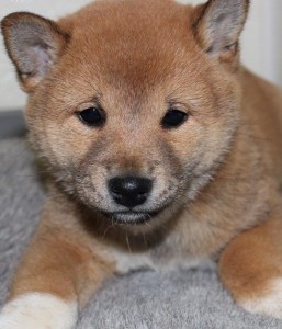 Gorgeous Shiba Inu  Puppies