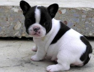 Trained male and female french bulldog puppies available.
