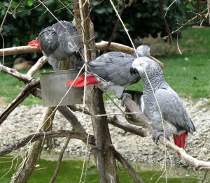 Brillant  Talking African Grey Parrots for adoption text us now at (917)410-0027