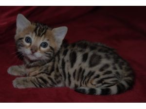 HOME RAISED BENGALS FOR ADOPTION