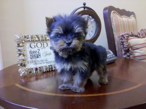 Affectionate Yorkie puppies for sale