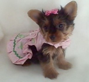Super ! Mini Yorkie puppies for sale