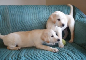 Labrador Retriever puppies available now for sale