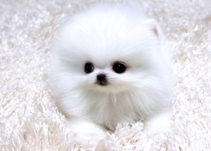 **Micro Pocket Tiny Teacup Pom Puppy For Adoption**