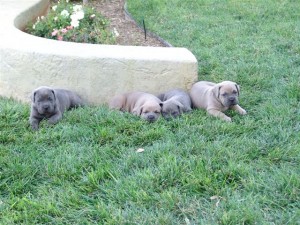 cane corso puppies text me (323) 647-7975)