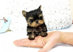 Tiny and perfect Teacup Yorkie puppies available for adoption.