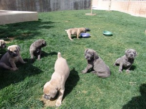 cane corso puppies text me (323) 647-7975)