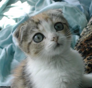 home raide scottish fold kittens for adoption