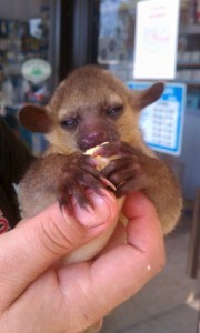 KINKAJOU BABIES FOR SALE, VERY SWEET 8 WEEKS OLD. AVAILABLE NOW