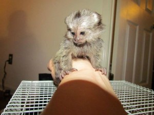 Marmoset Babies On Sale