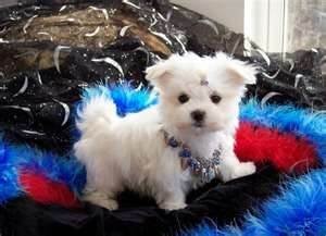 cute male and female maltese puppies for free adoption