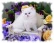 ADORABLE MALE AND FEMALE PERSIAN KITTENS FOR ADOPTION.