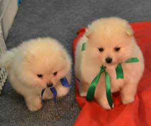 (((12Weeks Old***Good Looking ((Pomeranian)) Puppies Ready For a New Home***