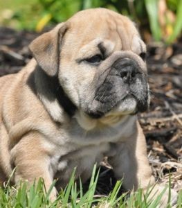 Lovely English bull  dog puppies  for new home