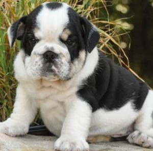 Cute male and female English bull  dog puppies