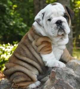 Healthy,male and female English bull  dog puppies ,