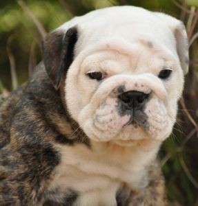 Darling,male and female English bull  dog puppies ,