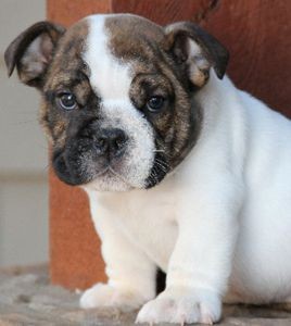 Registered,male and female English bull  dog puppies
