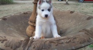 lovely and adorable siberian husky puppies Available