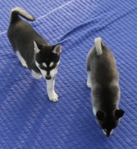 Akc Reg Nice Siberian Husky Puppies