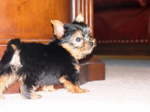 Adorable puppies for adoption     (307) 344-3299