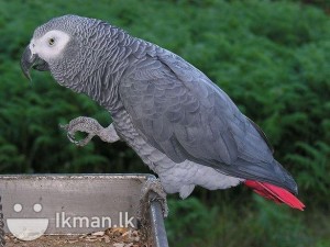 AFRICAN GRAY PARROT SUITABLE FOR A LOVELY  PRESENT