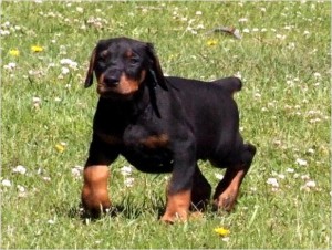 sweet Doberman Puppies  for adoption  ( 604) 674-9927