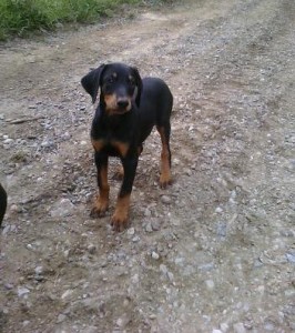 Doberman Puppies  for sale in lovely home ( 604) 674-9927
