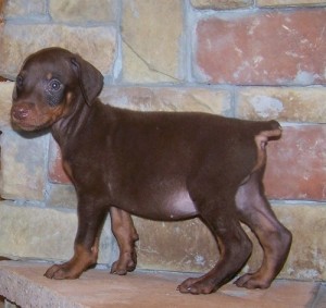 most intelligent Doberman Puppies   ( 604) 674-9927