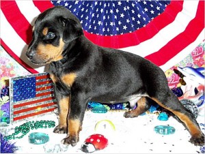 Doberman Puppies  for new home   ( 604) 674-9927