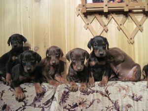 Joyful Doberman Puppies .......( 604) 674-9927