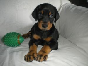 Good Looking Doberman Puppies .. ( 604) 674-9927
