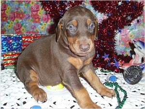Doberman Puppies  for Sale ( 604) 674-9927