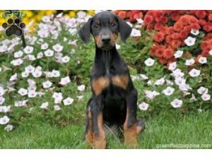 Doberman Puppies  ( 604) 674-9927!!!!!!!!!!!