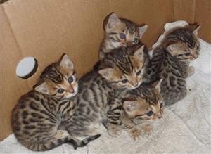 3 Lovely Savanah kittens for re-homing