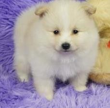 Akc Registered Teacup Pomeranian Puppies Ready For Sale Now For Pet Loving Homes Only !!
