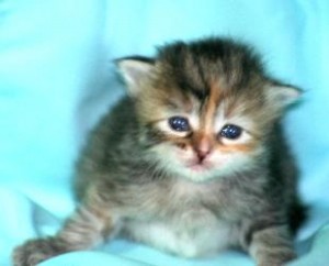 GORGEOUS SIBERIAN KITTENS FOR A LOVELY HOME!!