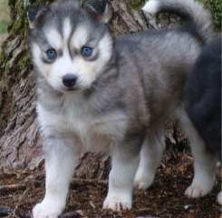 Healthy and blue eyes siberian husky puppies ready for homes