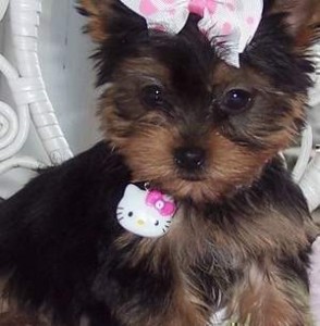 OUTSTANDING TEACUP YORKIE PUPIES FOR RE-HOMING